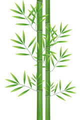 Abstract nature bamboo