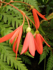 Begonia boliviensis