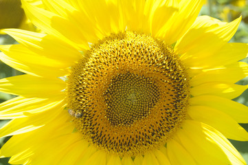 Obraz premium Girasoli