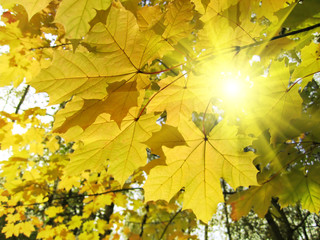 autumn leaves of maple tree and sunlight