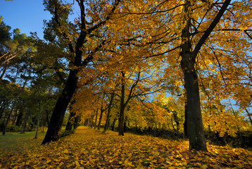 Fototapeta premium l'automne
