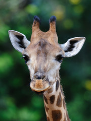 Giraffe Closeup