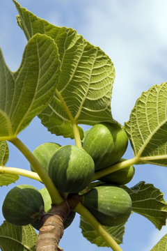 fichi