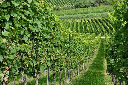 vigneti in collina nel baden w&uuml;rttenberg #5