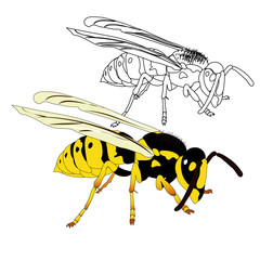 vector wasp