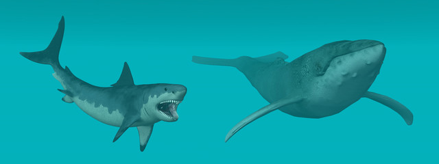 Obraz premium Great White Shark Attacks Whale