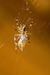 a spider with a wasp in a web