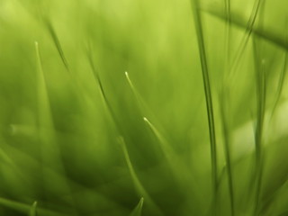 Green Grass