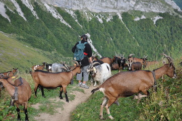 berg&egrave;re  avec ses ch&egrave;vres