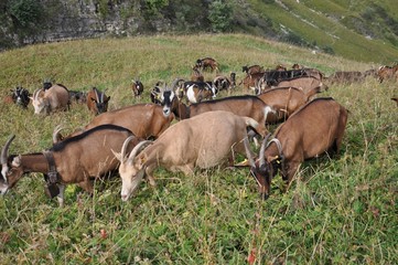 chèvres