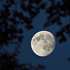Fototapeta na wymiar Pełni księżyca na ciemnym niebie widziana przez gałęzie majes
