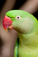 portrait d'un perroquet vert