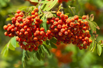 Branch of  mountain ash with ripe fruits
