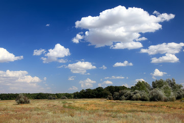 Summer landscape.