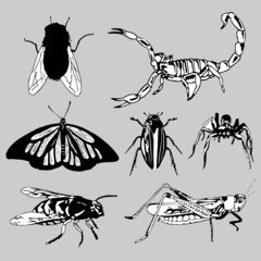 insects  vector