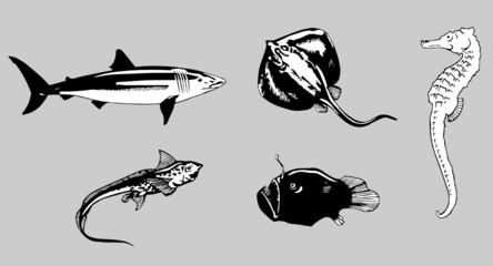fishes vector © sindjelicmilos73