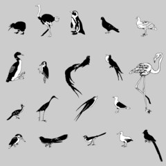 birds set vector