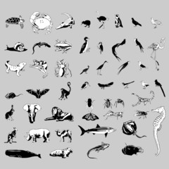 animals collection vector