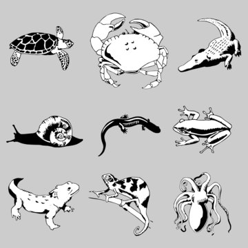 reptiles and amphibians vector