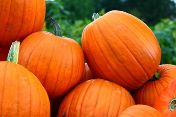 Kürbisse