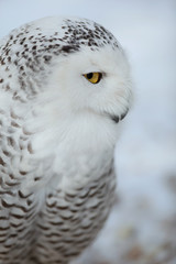 Snowy owl (Bubo scandiacus).