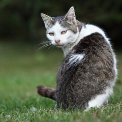 Naklejka na ściany i meble Cute kitty cat sitting on a green lawn