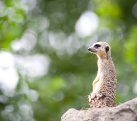 watchful meerkat standing guard