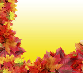 Naklejka na ściany i meble autumn background from maple leaves on yellow background