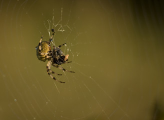 Pająk Krzyżak łąkowy Araneus quadratus podczas śniadania