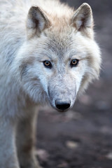 Close up view of a male wolf (Canis lupus).
