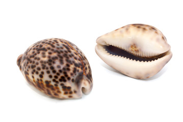 Sea shells isolated on white background