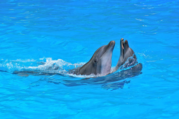 Dauphins au delphinarium