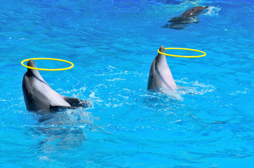 Two dolphins playing with rings in dolphinarium