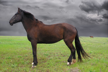 Horse at meadow