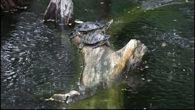 Turtles caught in rain.