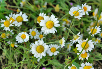 Small camomiles on field