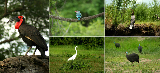 African Birds