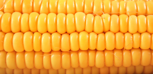 close-up sweetcorn