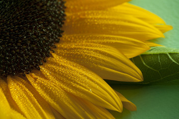 Sunflower abstract