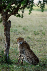 Acinonyx jubatus.