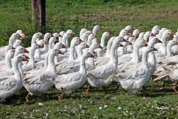 Gänse