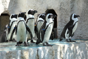 Fototapeta premium ケープペンギン (東京・上野動物園)