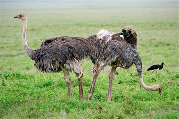 Two ostriches.