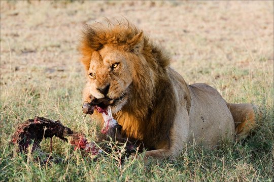 Supper of a lion. 2