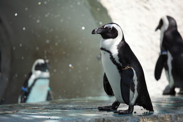 Naklejka premium ケープペンギン (東京・上野動物園)