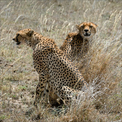 Two cheetahs in a grass.