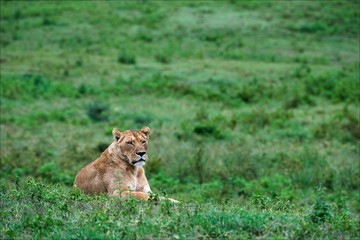 Lioness on a grass.