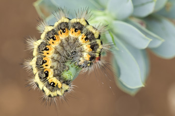 Colorful caterpillar in defence posture