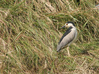 Nycticorax nycticorax (bihoreau gris - night heron)