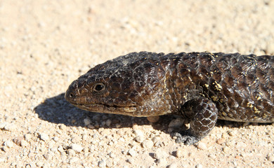 lézard australien